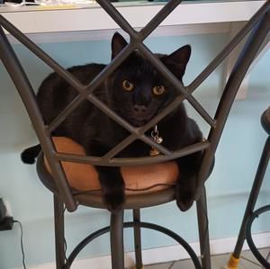 Meet your Posher, Allie